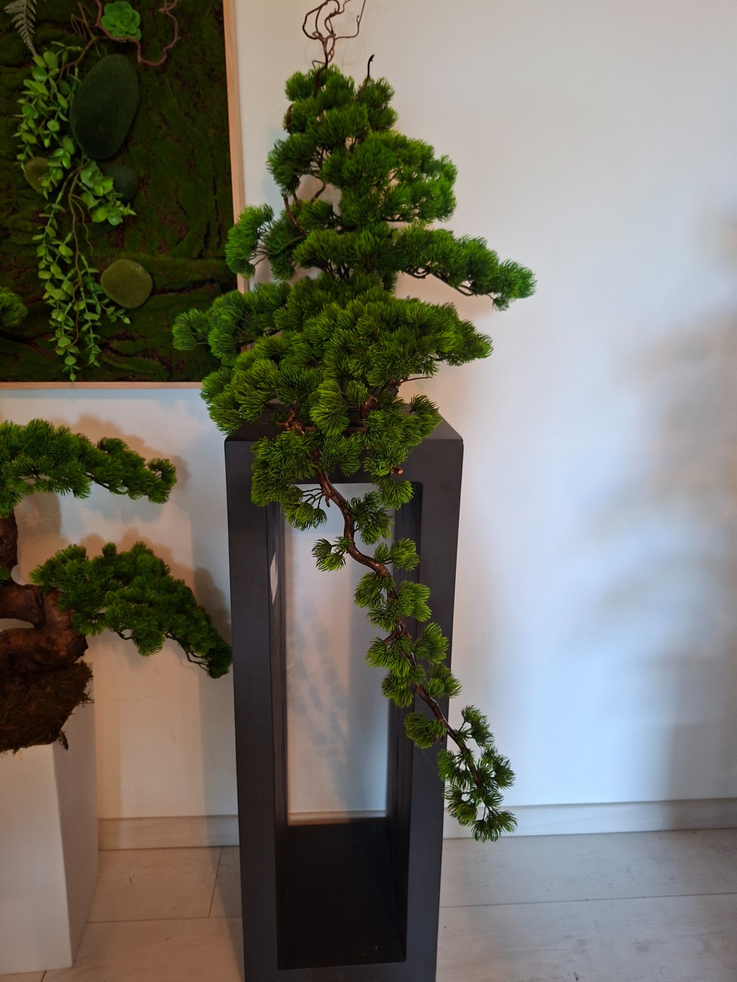 Kaszkád vagy Vízesés bonsai 110 000.-