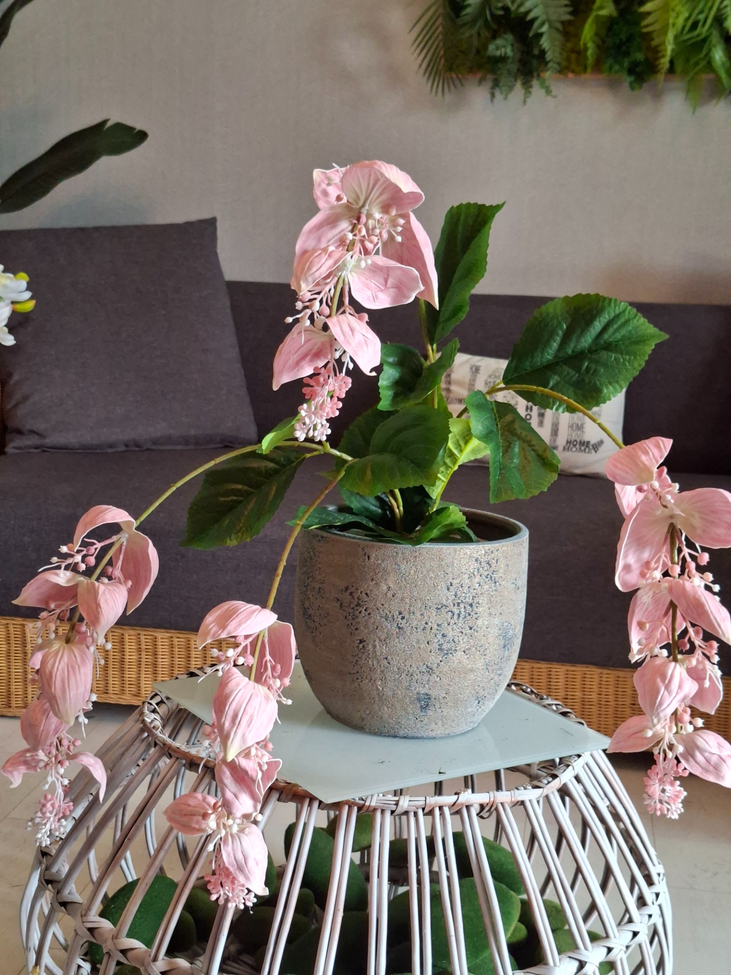 Medinilla 29800.-