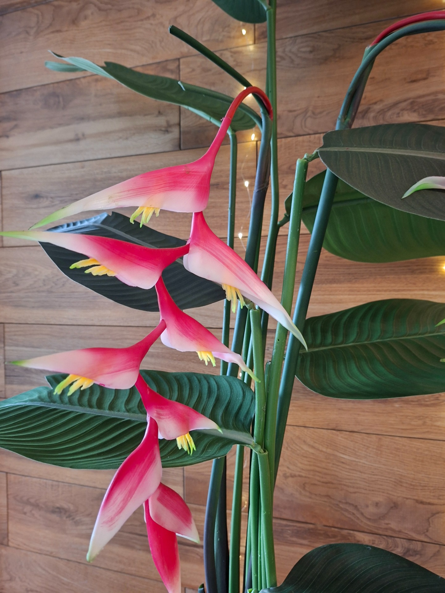 Óriás helicónia 39800.-