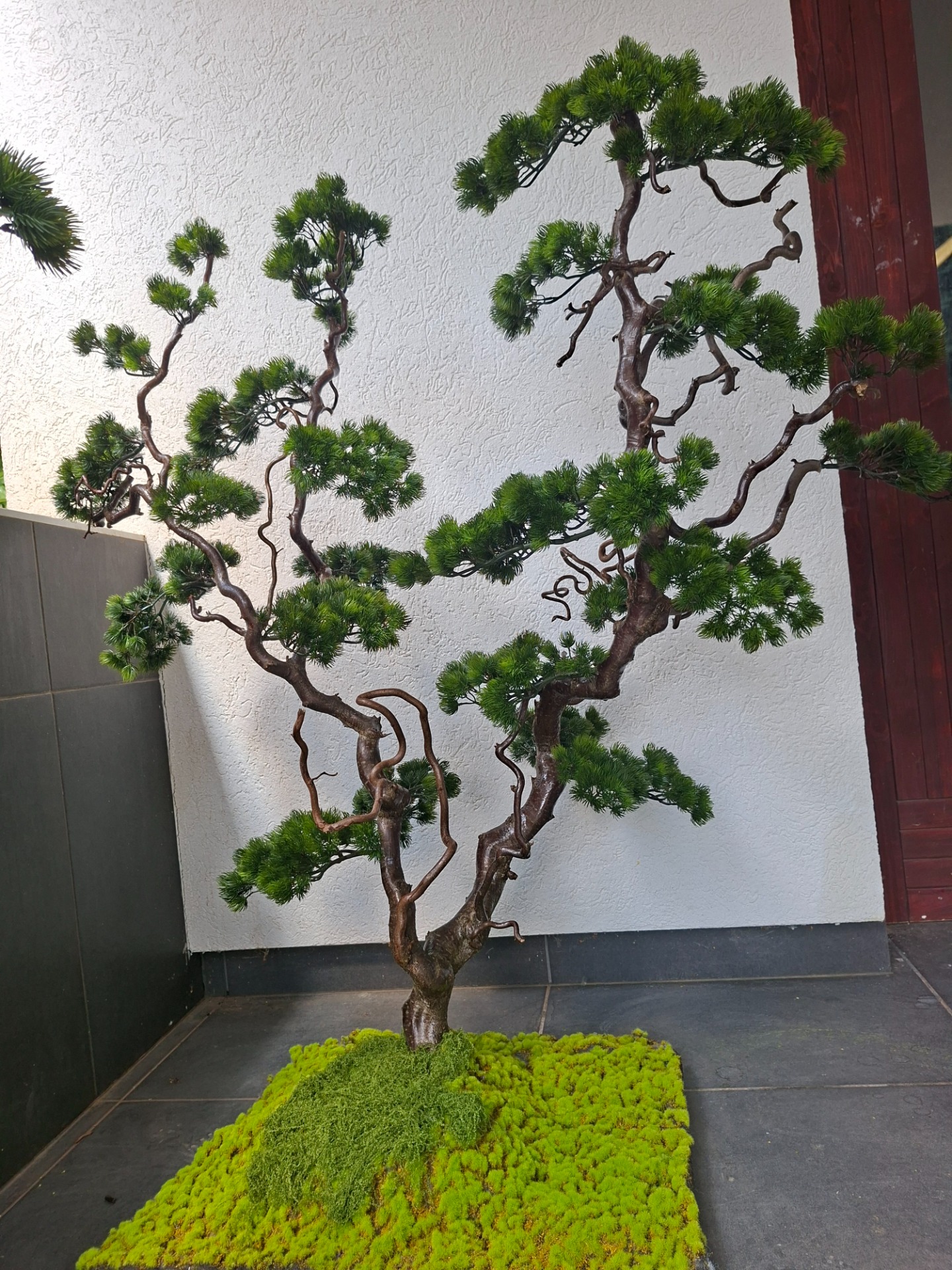 AKCIÓ❗️Csavart törzsű bonsai -Készleten 180 000.-helyett 140 000.-Videó👇 130x125cm-