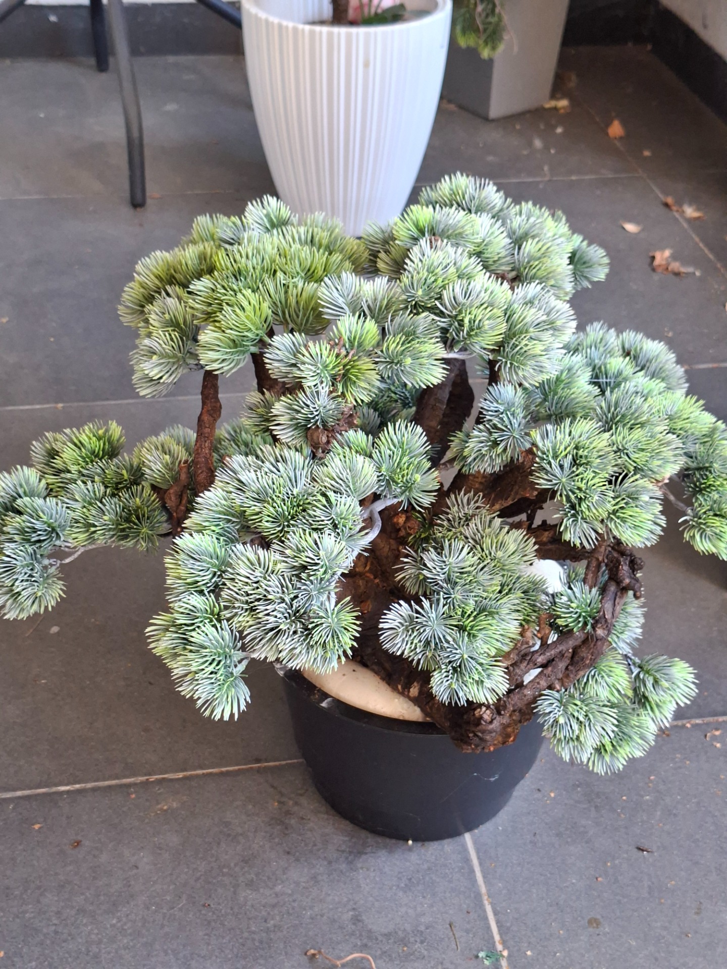 AKCIÓ❗️Gyökér bonsai 65 000.-helyett 39 000.-