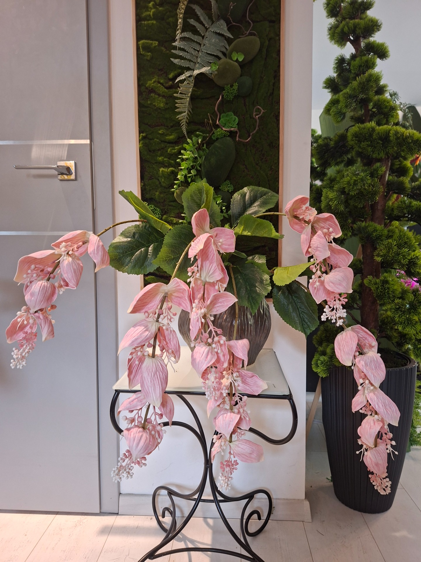 Medinilla 6 óriás csüngő virágzat 39800.-Készleten